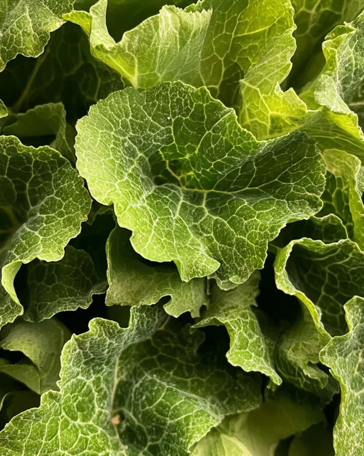 Rapini Ripassati