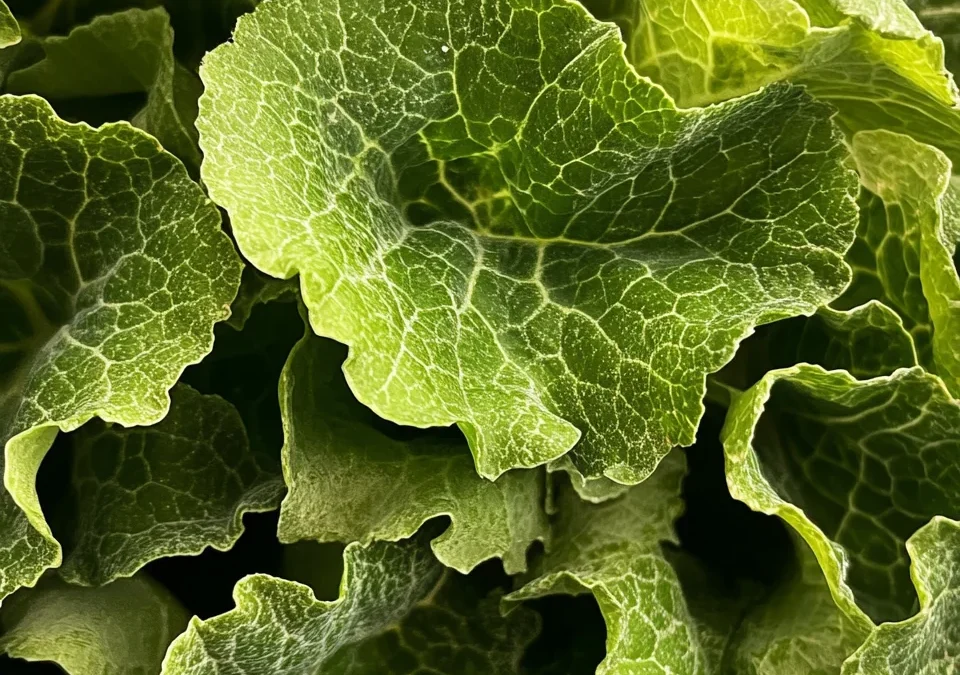 Rapini Ripassati